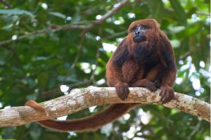 Secretaria Municipal de Saúde Confirma Morte de Macaco por Febre Amarela